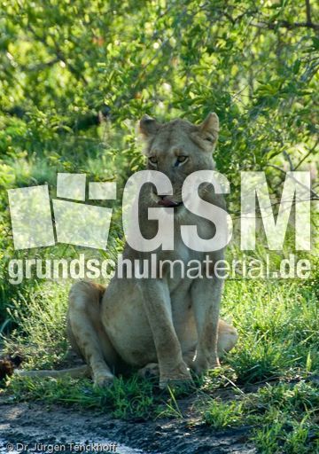 Löwen (35 von 69).jpg